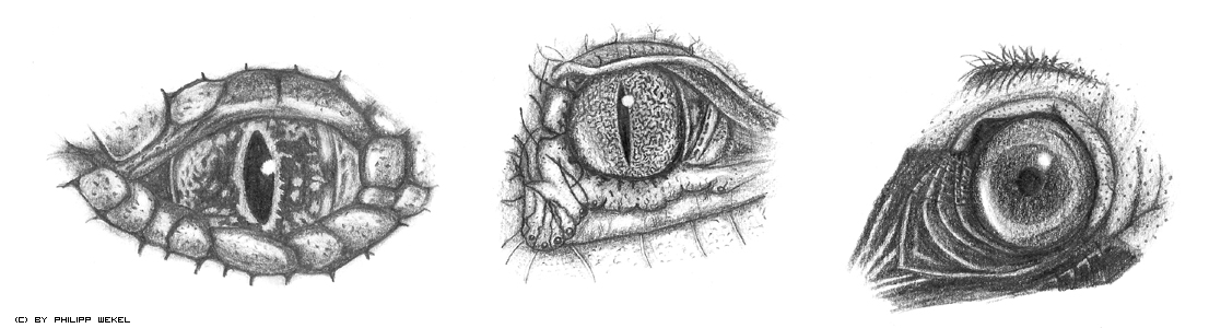 Animal_Eyes_by_vonixdesign