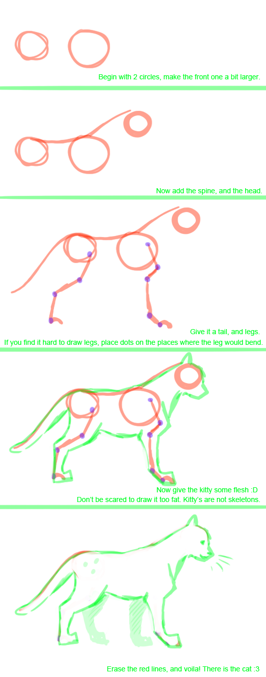 cat_anatomy_tutorial_by_lisannexx-d30073y