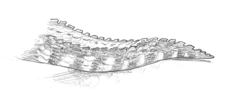 justin-gerard-alligators04-e