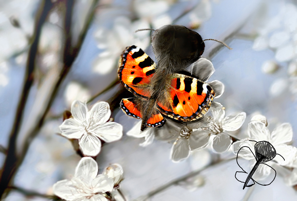 Vlinder