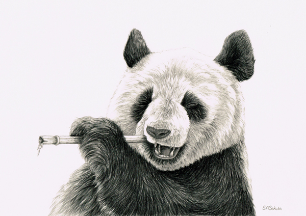 drawing panda tutorial