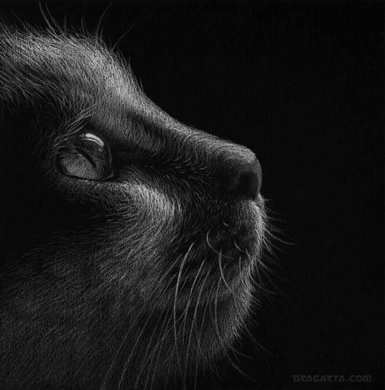 Kreslená kočka